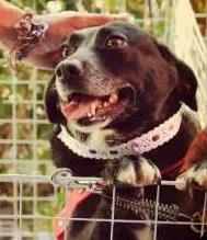 Cachorro raça SRD idade 3 anos nome MAKEBA