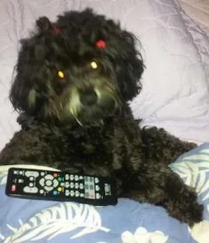 Cachorro raça Lhasa Apso idade 1 ano nome melissa