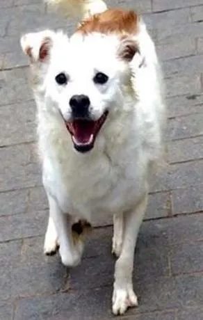 Cachorro raça SRD idade 1 ano nome Suspiro