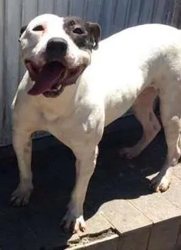 Cachorro raça Pit idade 2 anos nome Romeu