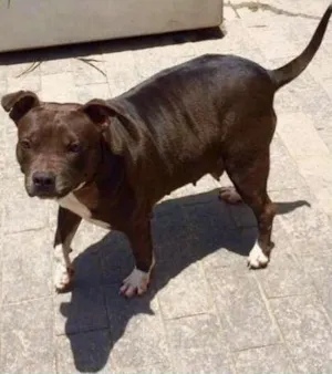 Cachorro raça Pit-Bull idade 5 anos nome Rubi