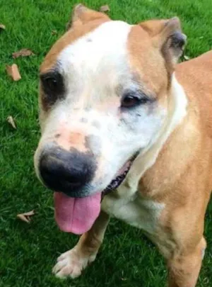 Cachorro raça Pit-Bull idade 6 ou mais anos nome MALU