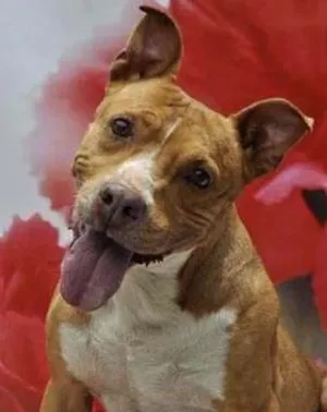 Cachorro raça Pit-Bull idade 6 ou mais anos nome Amora
