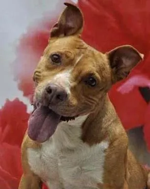 Cachorro ra a Pit-Bull idade 6 ou mais anos nome Amora