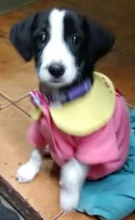 Cachorro ra a indefinida idade 2 a 6 meses nome Valentina