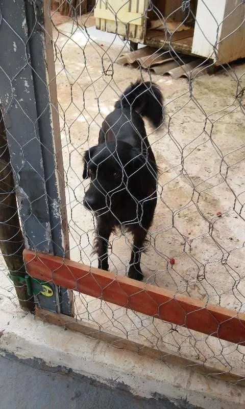 Cachorro ra a SRD idade 4 anos nome Bidu