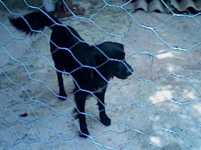 Cachorro ra a SRD idade 4 anos nome Bidu