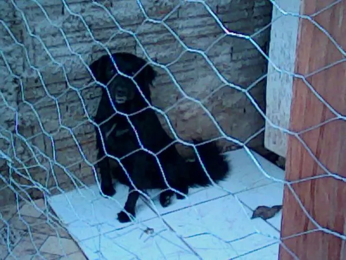 Cachorro ra a SRD idade 4 anos nome Bidu