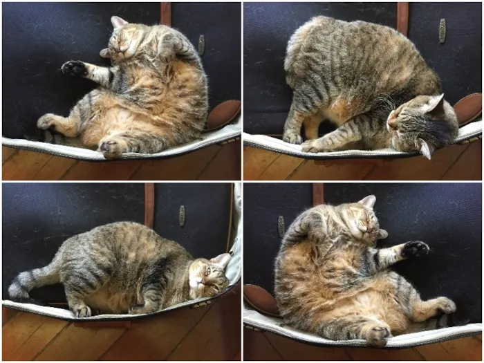 Gato ra a SRD idade 4 anos nome Aiko