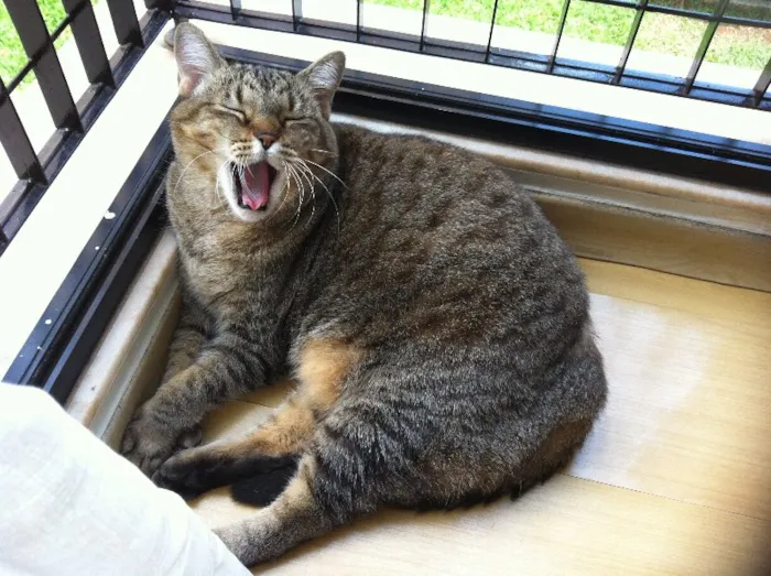 Gato ra a SRD idade 4 anos nome Aiko