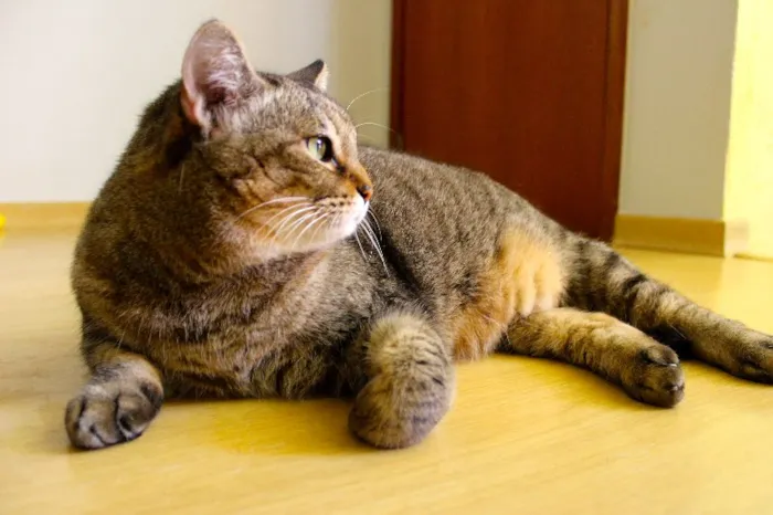 Gato ra a SRD idade 4 anos nome Aiko