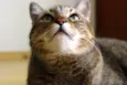 Aiko