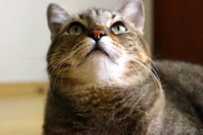 Gato ra a SRD idade 4 anos nome Aiko