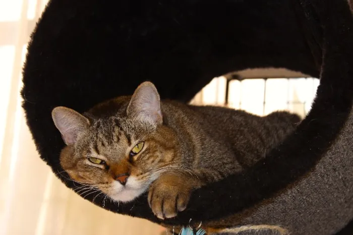 Gato ra a SRD idade 4 anos nome Aiko