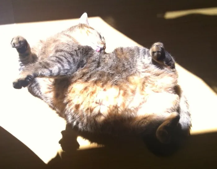 Gato ra a SRD idade 4 anos nome Aiko