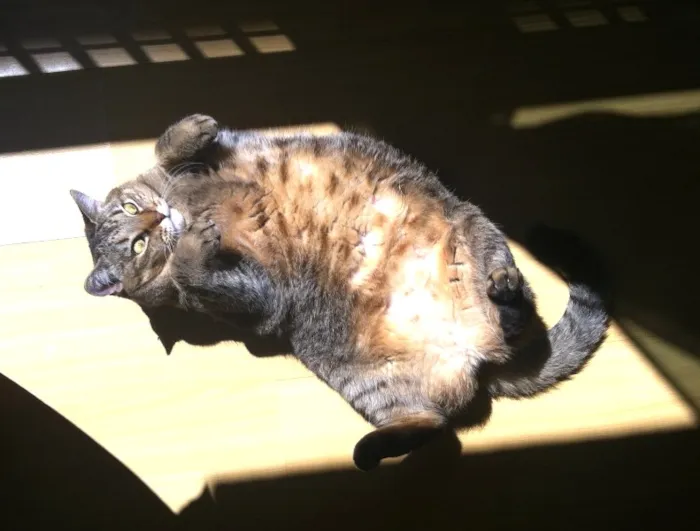 Gato ra a SRD idade 4 anos nome Aiko