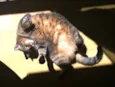Aiko