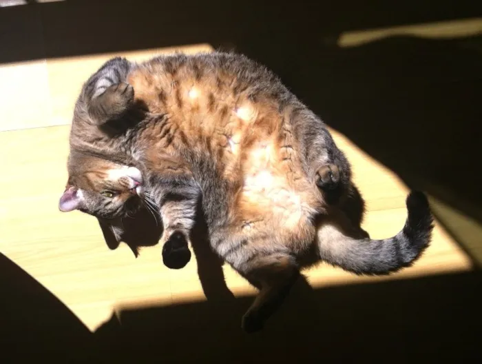 Gato ra a SRD idade 4 anos nome Aiko