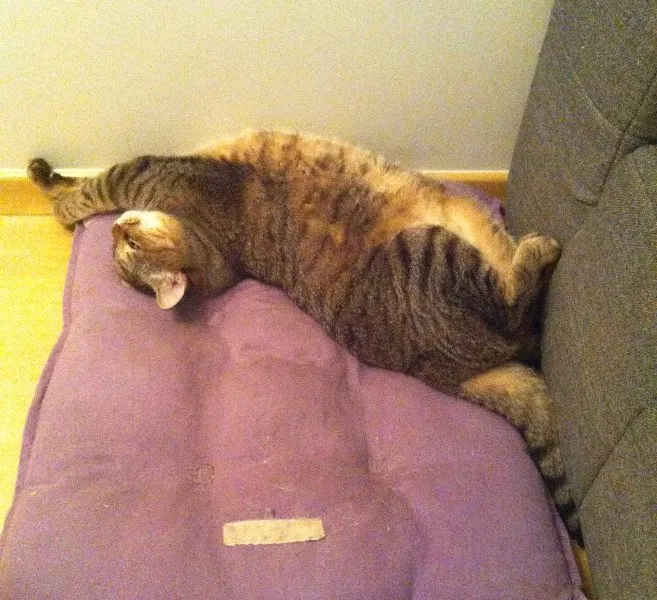 Gato ra a SRD idade 4 anos nome Aiko
