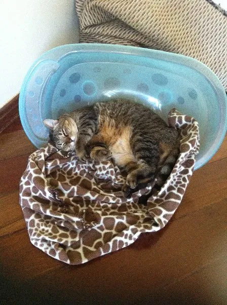 Gato ra a SRD idade 4 anos nome Aiko
