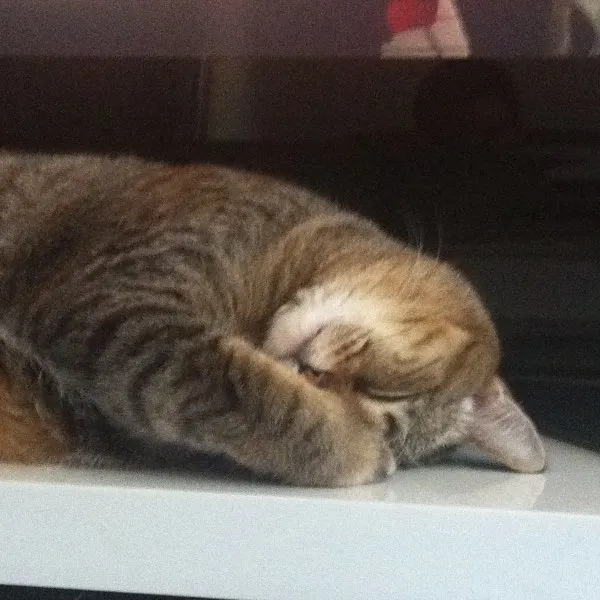 Gato ra a SRD idade 4 anos nome Aiko