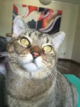 Aiko