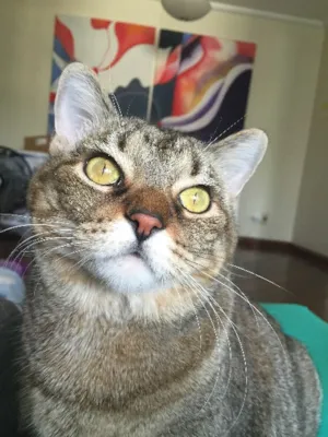 Gato raça SRD idade 4 anos nome Aiko