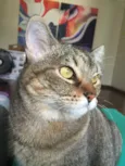 Aiko