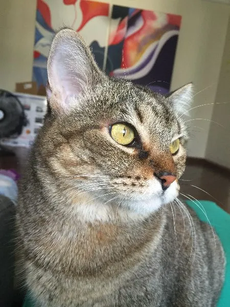 Gato ra a SRD idade 4 anos nome Aiko