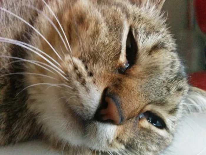 Gato ra a SRD idade 4 anos nome Aiko