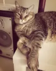 Aiko