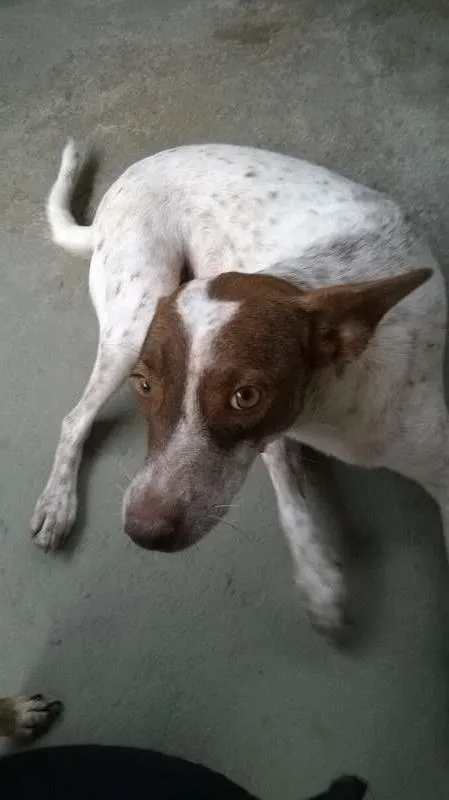 Cachorro raça SRD idade 2 anos nome Chitara
