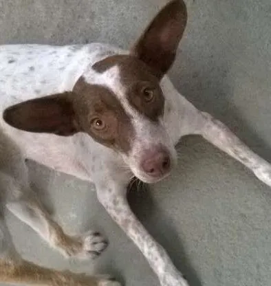 Cachorro raça SRD idade 2 anos nome Chitara