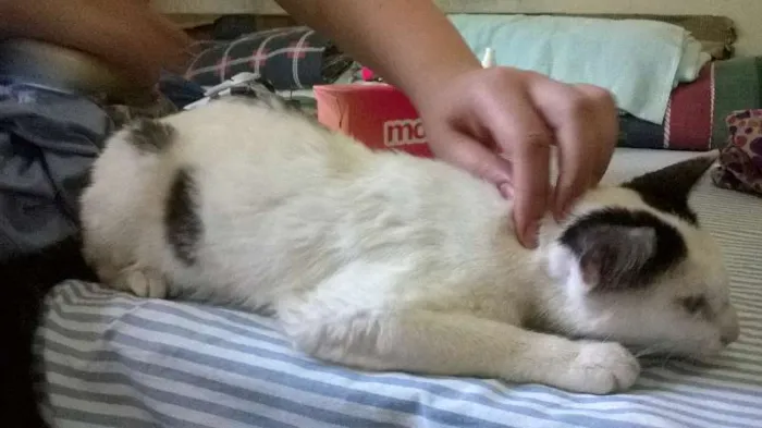 Gato ra a SRD idade 7 a 11 meses nome Manchinha