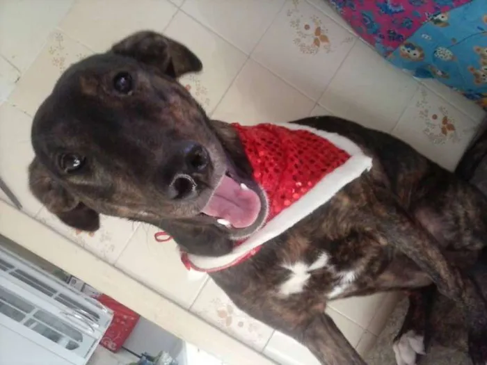 Cachorro ra a SRD idade 1 ano nome Lorena