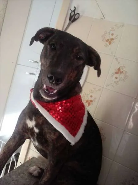 Cachorro ra a SRD idade 1 ano nome Lorena