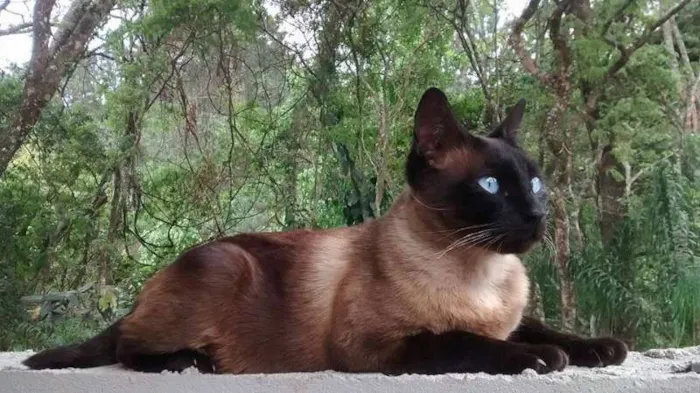 Gato ra a Siamês,Mestiças. idade 4 anos nome Oliver,Menina e Mel.