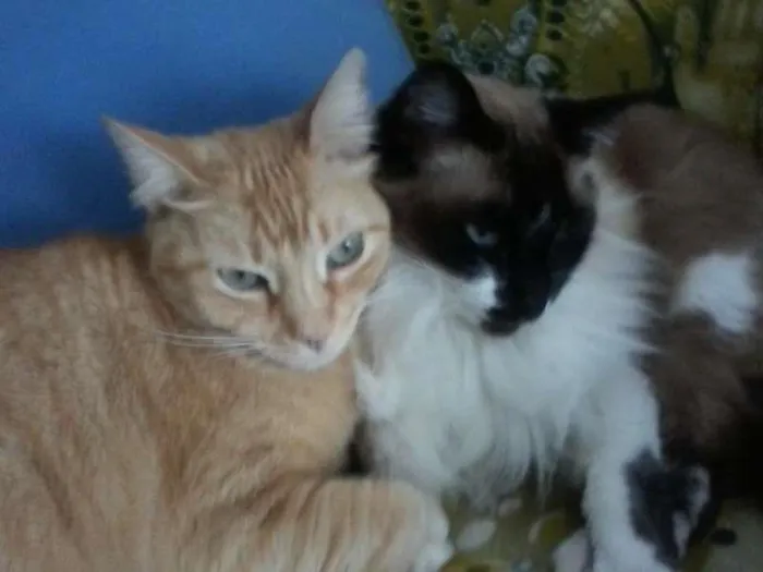 Gato ra a Siamês,Mestiças. idade 4 anos nome Oliver,Menina e Mel.