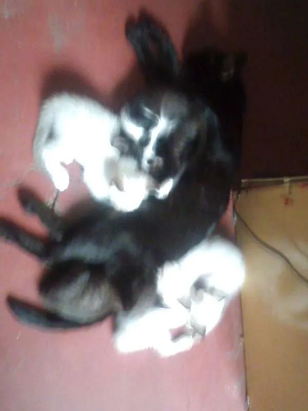 Gato raça  idade Abaixo de 2 meses nome Filhotes 