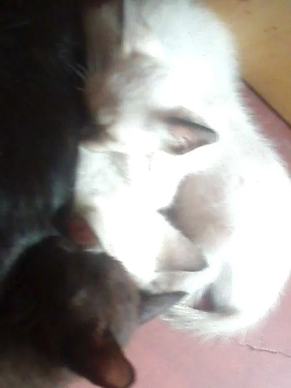 Gato raça  idade Abaixo de 2 meses nome Filhotes 