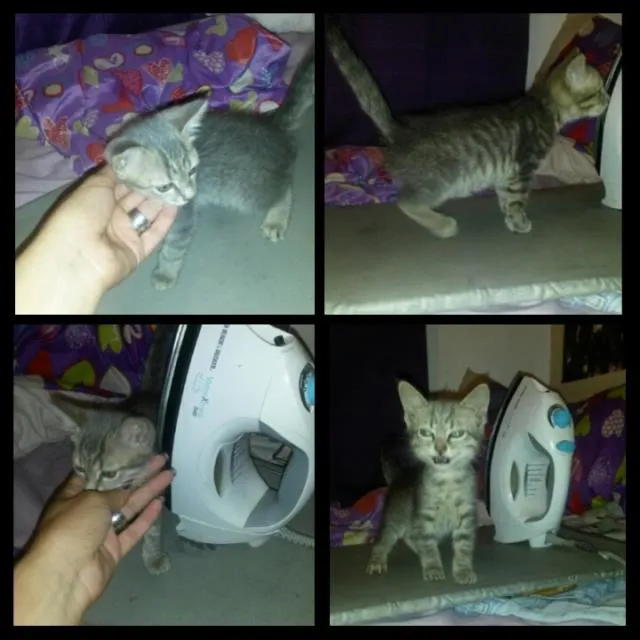 Gato ra a srd idade Abaixo de 2 meses nome Não tem 