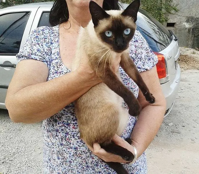 Gato ra a Siamês idade 7 a 11 meses nome --->LINDA<---