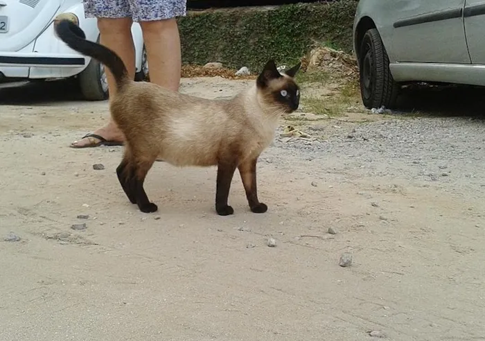 Gato ra a Siamês idade 7 a 11 meses nome --->LINDA<---