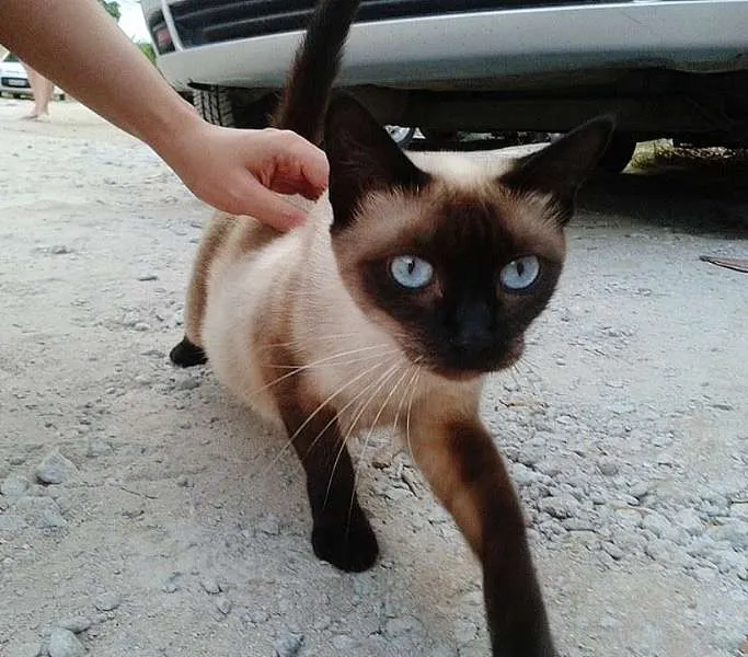 Gato ra a Siamês idade 7 a 11 meses nome --->LINDA<---