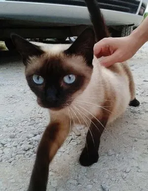 Gato raça Siamês idade 7 a 11 meses nome --->LINDA<---