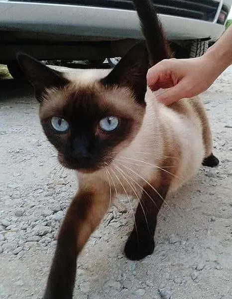 Gato ra a Siamês idade 7 a 11 meses nome --->LINDA<---