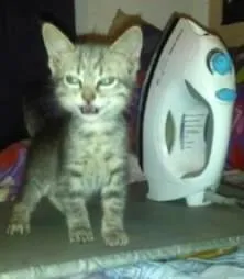 Gato ra a srd idade Abaixo de 2 meses nome Não tem 