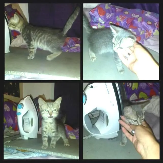 Gato ra a srd idade Abaixo de 2 meses nome Não tem 