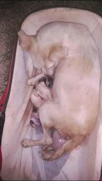 Cachorro raça Vira lata idade 1 ano nome Menina