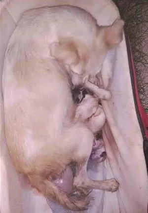 Cachorro raça Vira lata idade 1 ano nome Menina